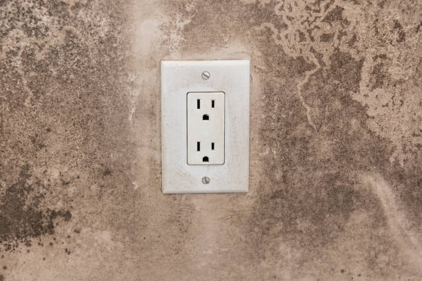 Best Black Mold Removal  in Broad Creek, NC