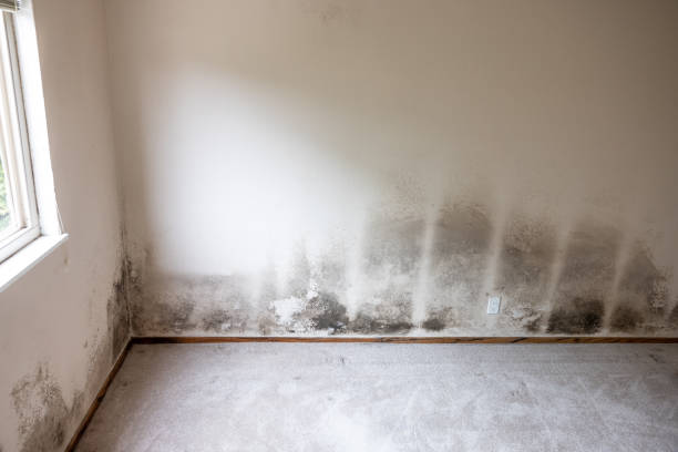  Broad Creek, NC Mold Removal Pros