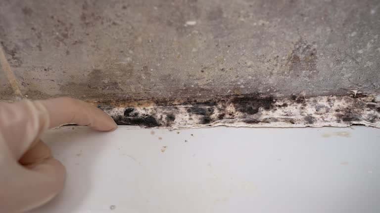 Trusted Broad Creek, NC Mold Removal Experts